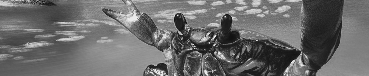 Rust crab mascot Ferris representing the Rust programming language